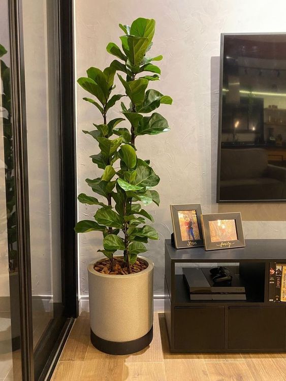 Ficus lyrata planta interior para casas pequenas