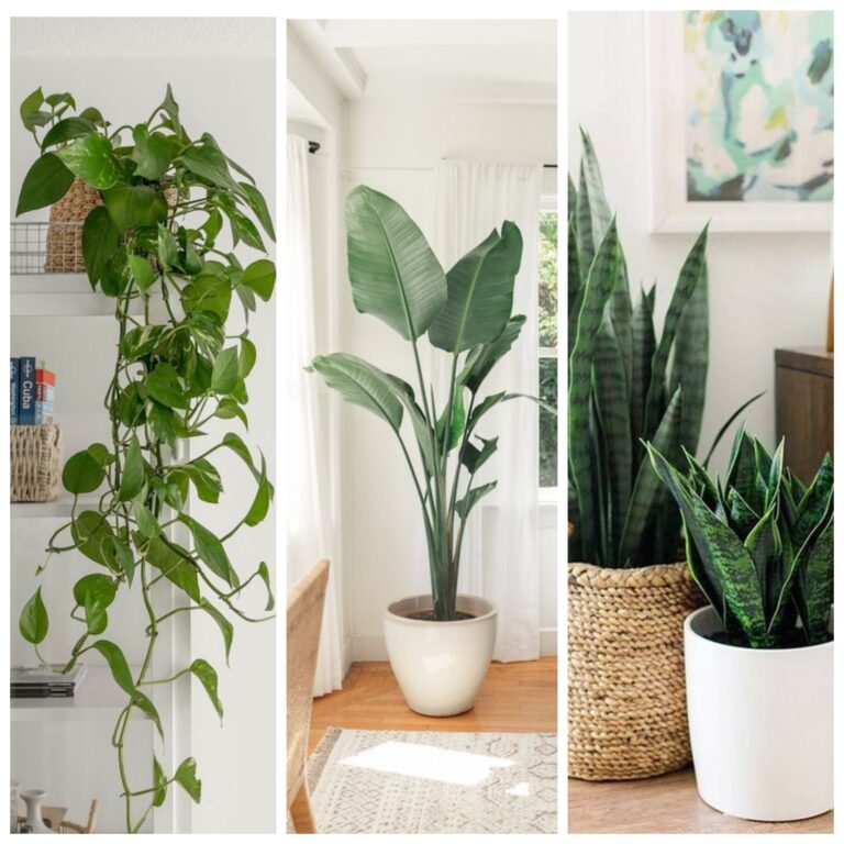 Plantas de interior para casas pequeñas