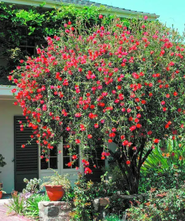 Cepillo rojo Arbol para jardin pequeños Hojas perennes