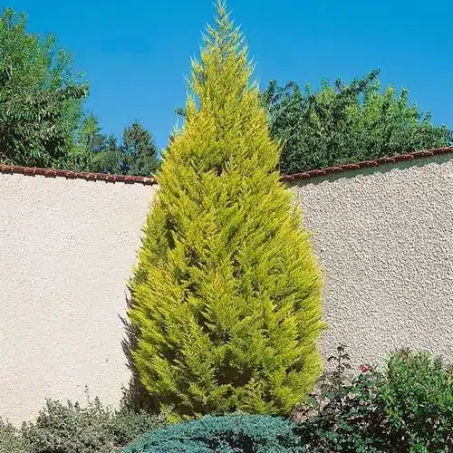 Cipres limon en jardin pequeño