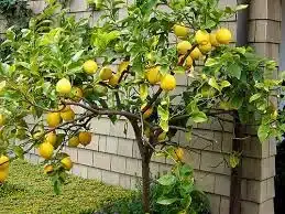 Limonero en jardin pequeño