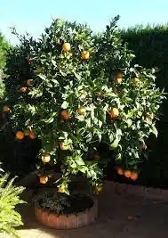 Naranjo en jardin pequeño