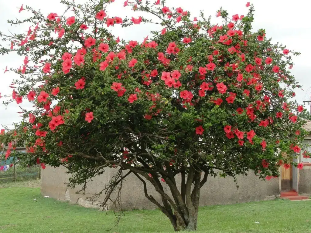 rosa china arbol pequeño para jardin